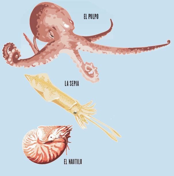 ¿Qué son los cefalópodos?