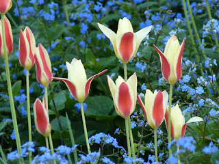 Tulpen im Frühling