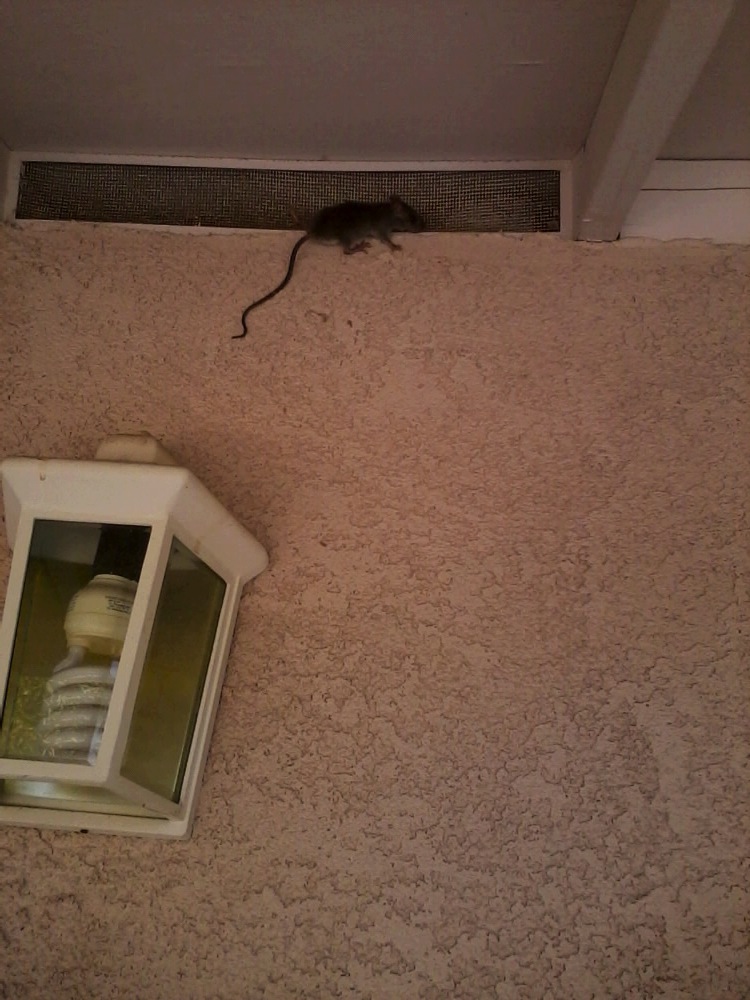 Jenny Explains It All Oh, rats