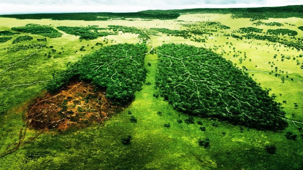 La Deforestación 2019