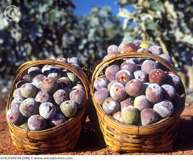 Foundations of My Faith The Good Figs and the Bad Figs