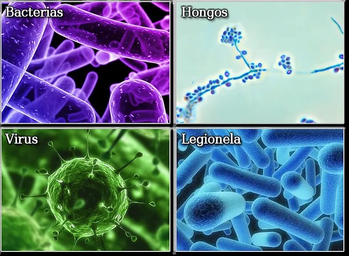 Bacterias, hongos, virus y legionela.