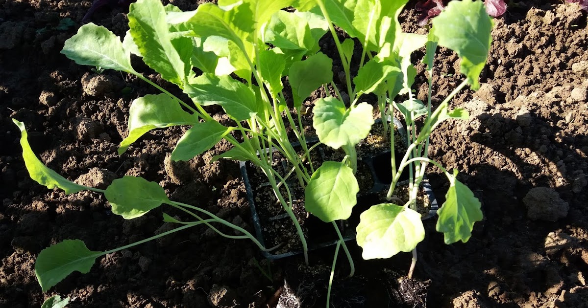 El huerto todo el año BERZA