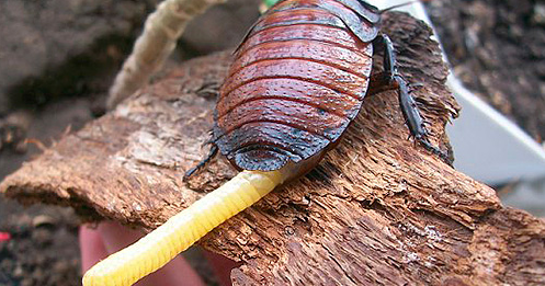 cockroaches madagascar pets hissing pet