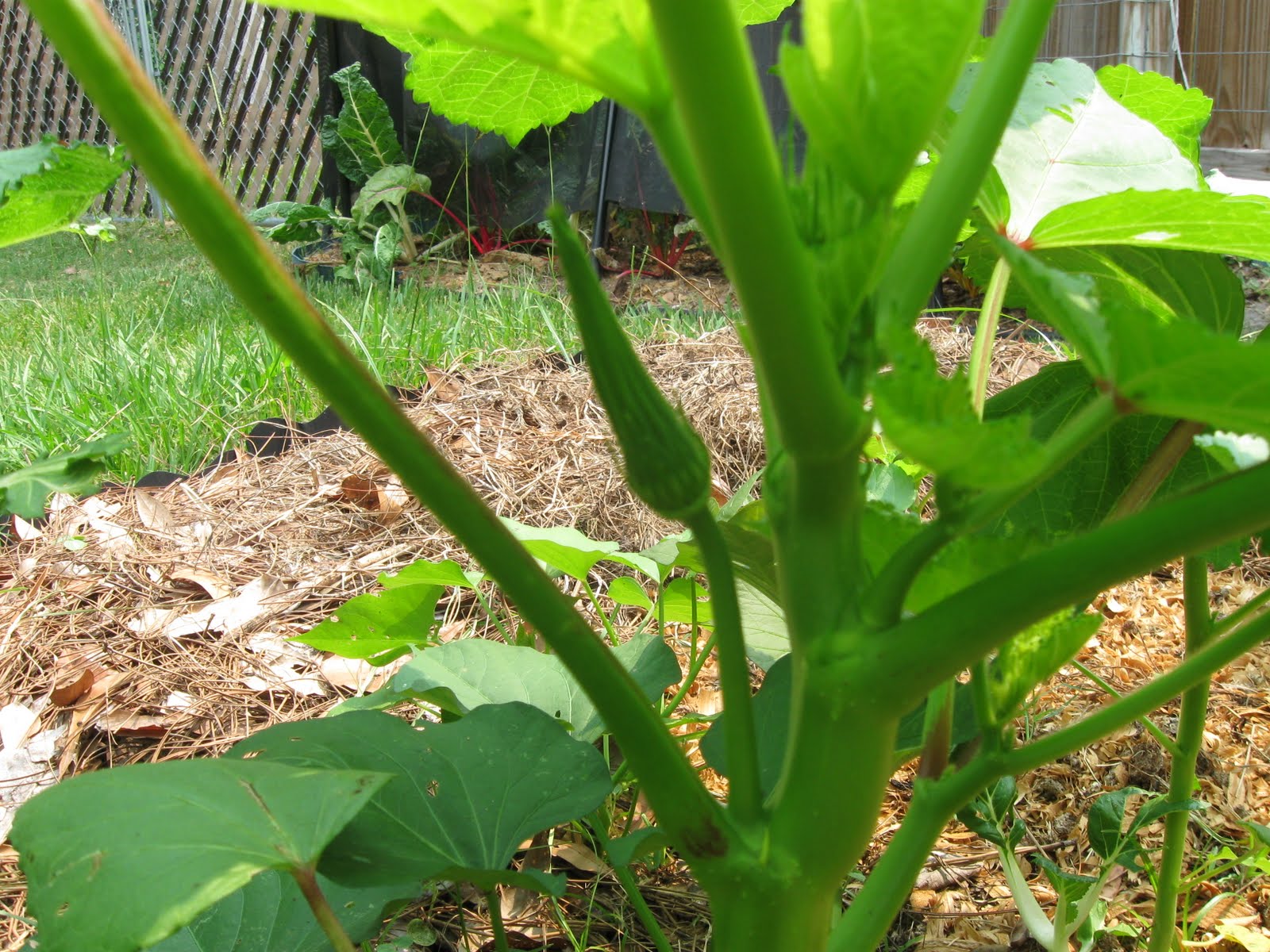 Growing Food in Florida Grow okra in your summer garden