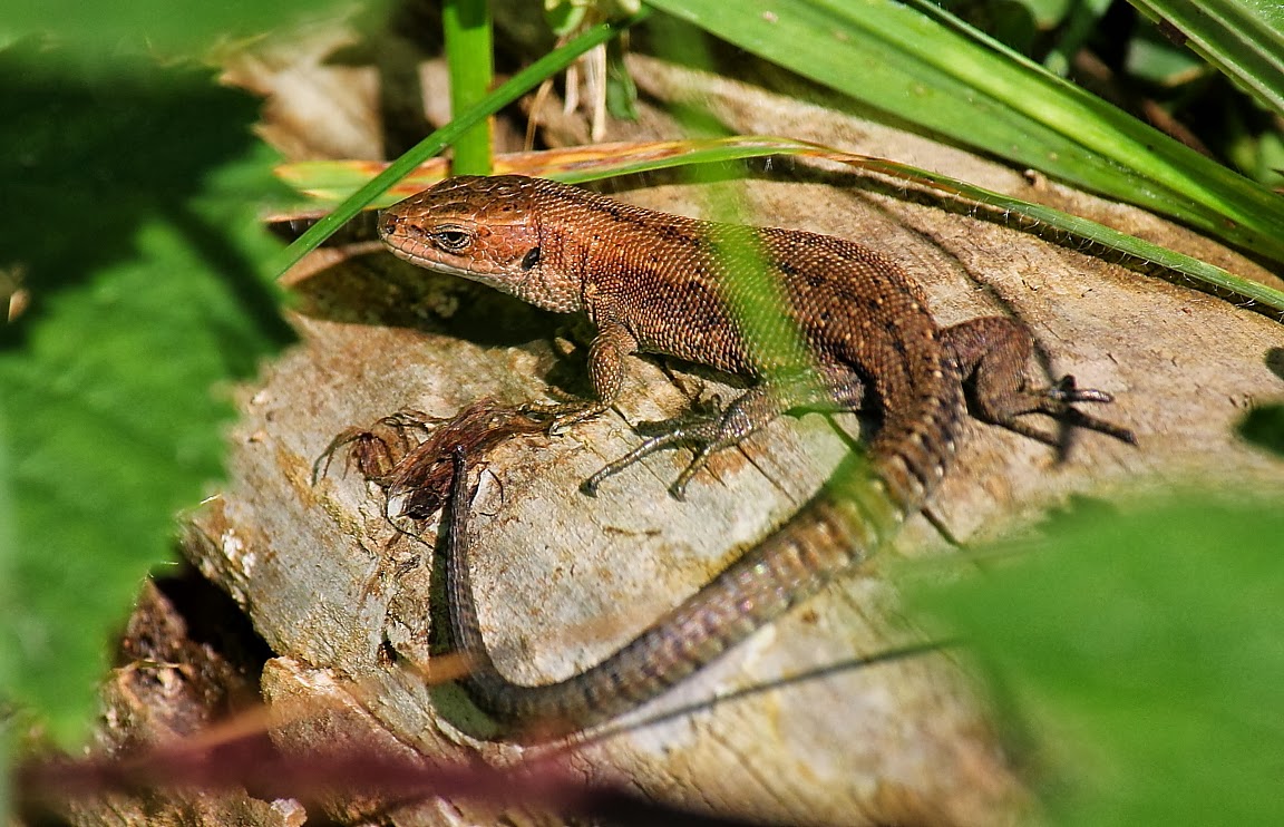 Welcome to the Green Heart Dens blog page.......: Common lizard taking ...
