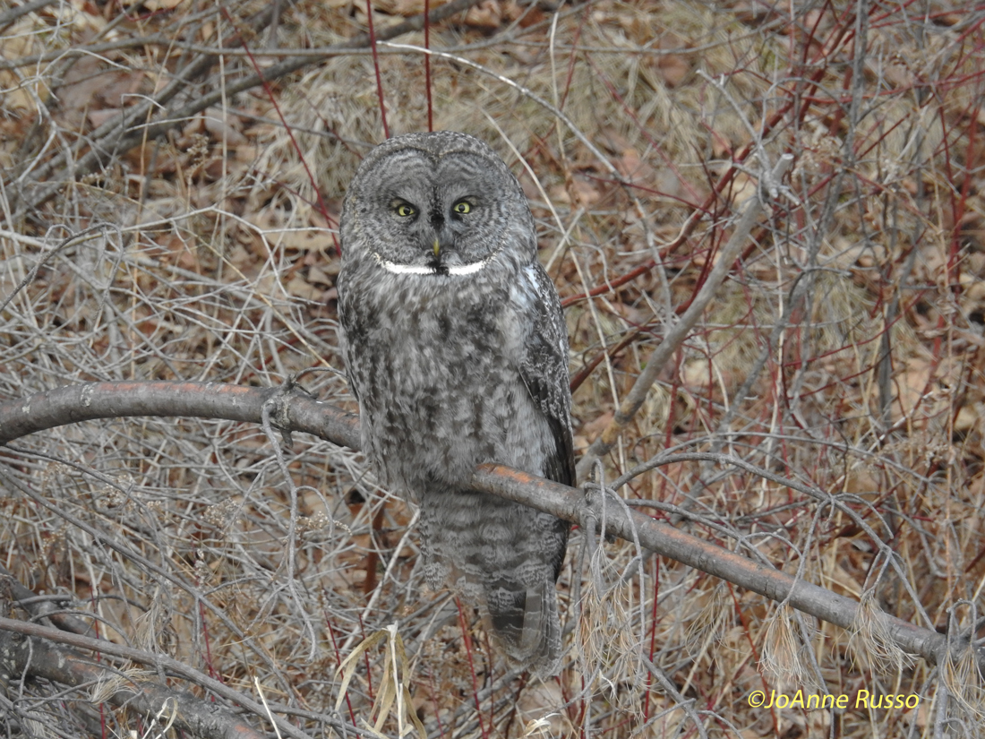 Pioneer Birding NH Great Gray Owl