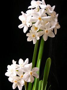 Narcissus in Winter