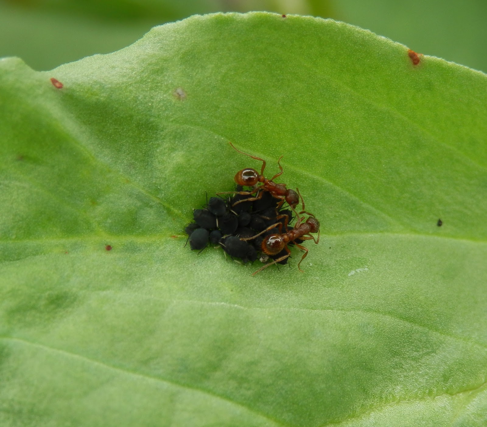 Ants Farming Blackfly