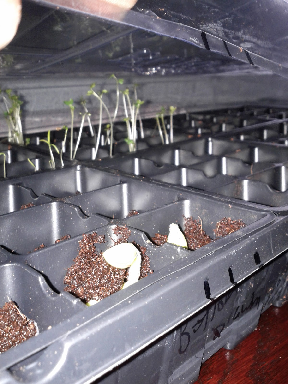 Butternut Squash Seedlings