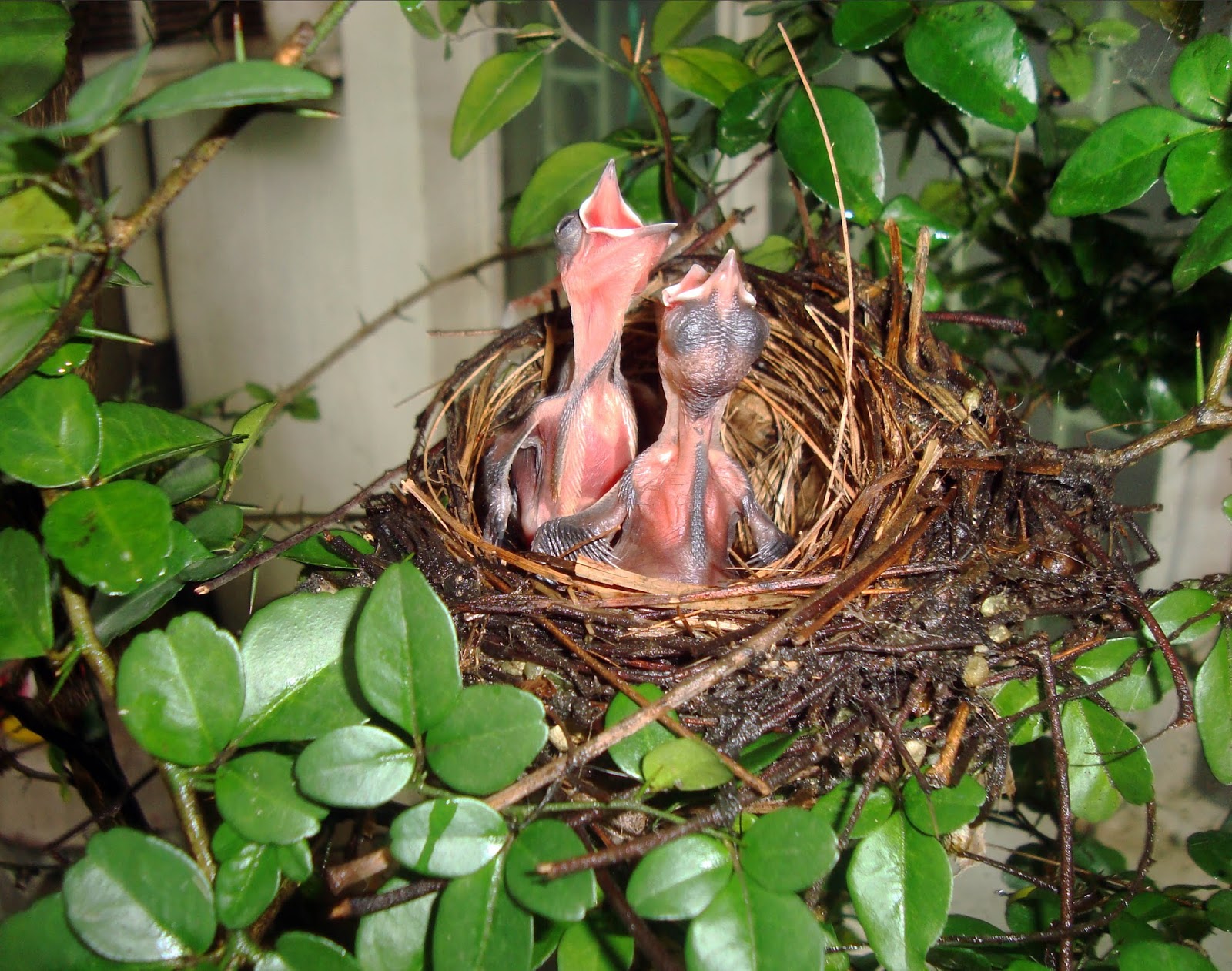 Living with Nature School on Blog by Dr. Abercio V. Rotor Bird nest by our window