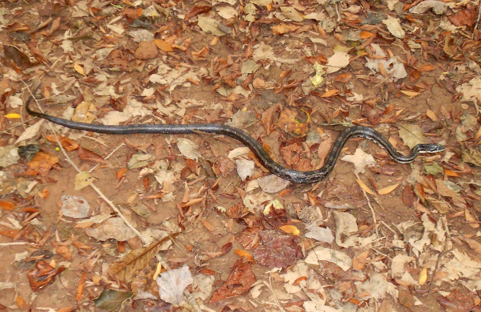 Quabbin South Carolina & Chiggers