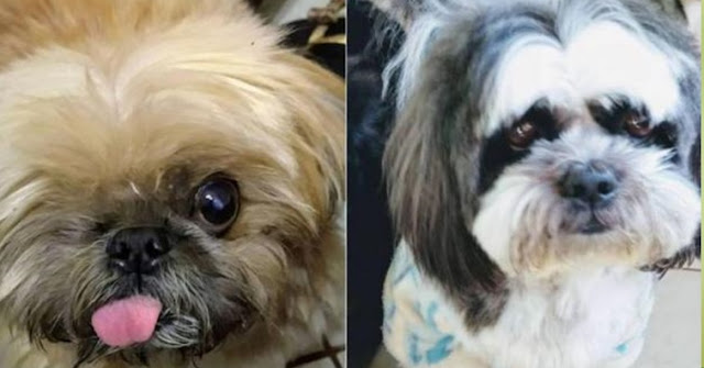 Encontrados os 2 Shih Tzu da Família vítima de Chacina em Canasvieiras