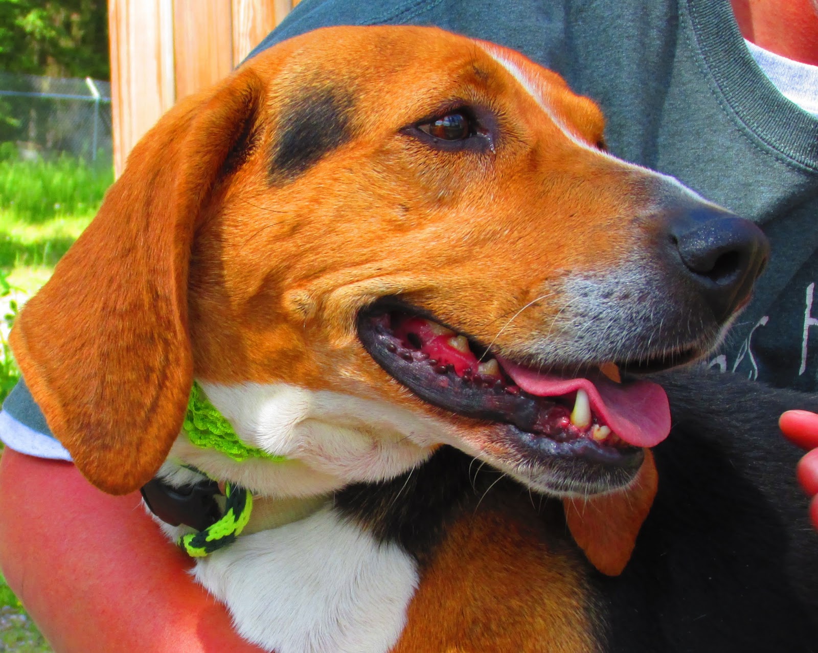 Holly's Blog Shelter Dog Saturday Meet Susie Q!