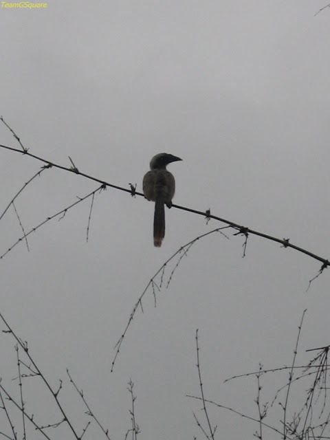 Malabar Grey Hornbill at Gudavi Bird Sanctuary Shimoga