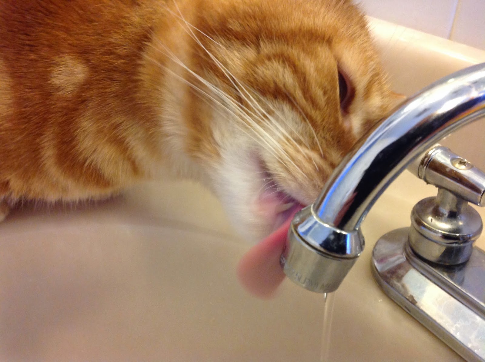 Feline Sense and Scentsability Part 2 Taste and Smell animal world