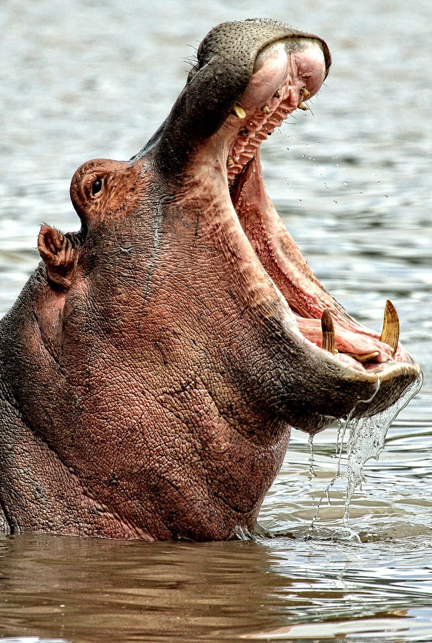 A hippo with it's mouth wide open.