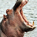 A hippo with it's mouth wide open