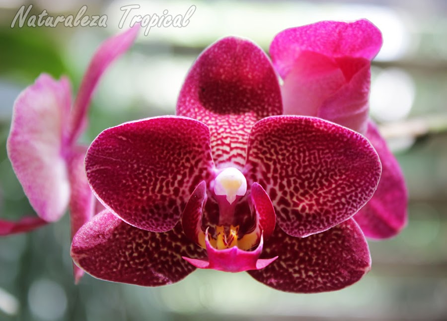 Orquídea Mariposa, género Phalaenopsis