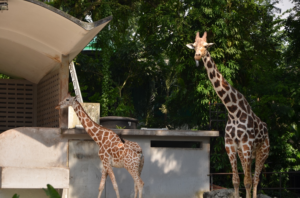 Shahzan hafiz Blog..: Zoo negara... Apa yang menarik.. dan Apa yang