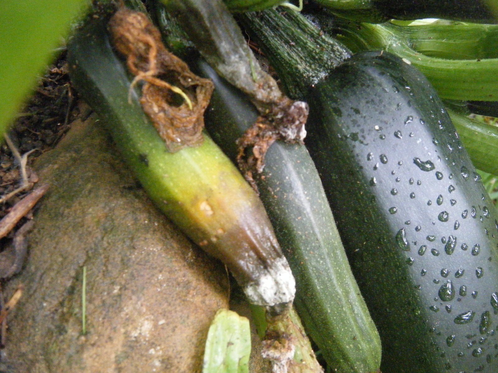 fending-off-squash-pests-homegrown