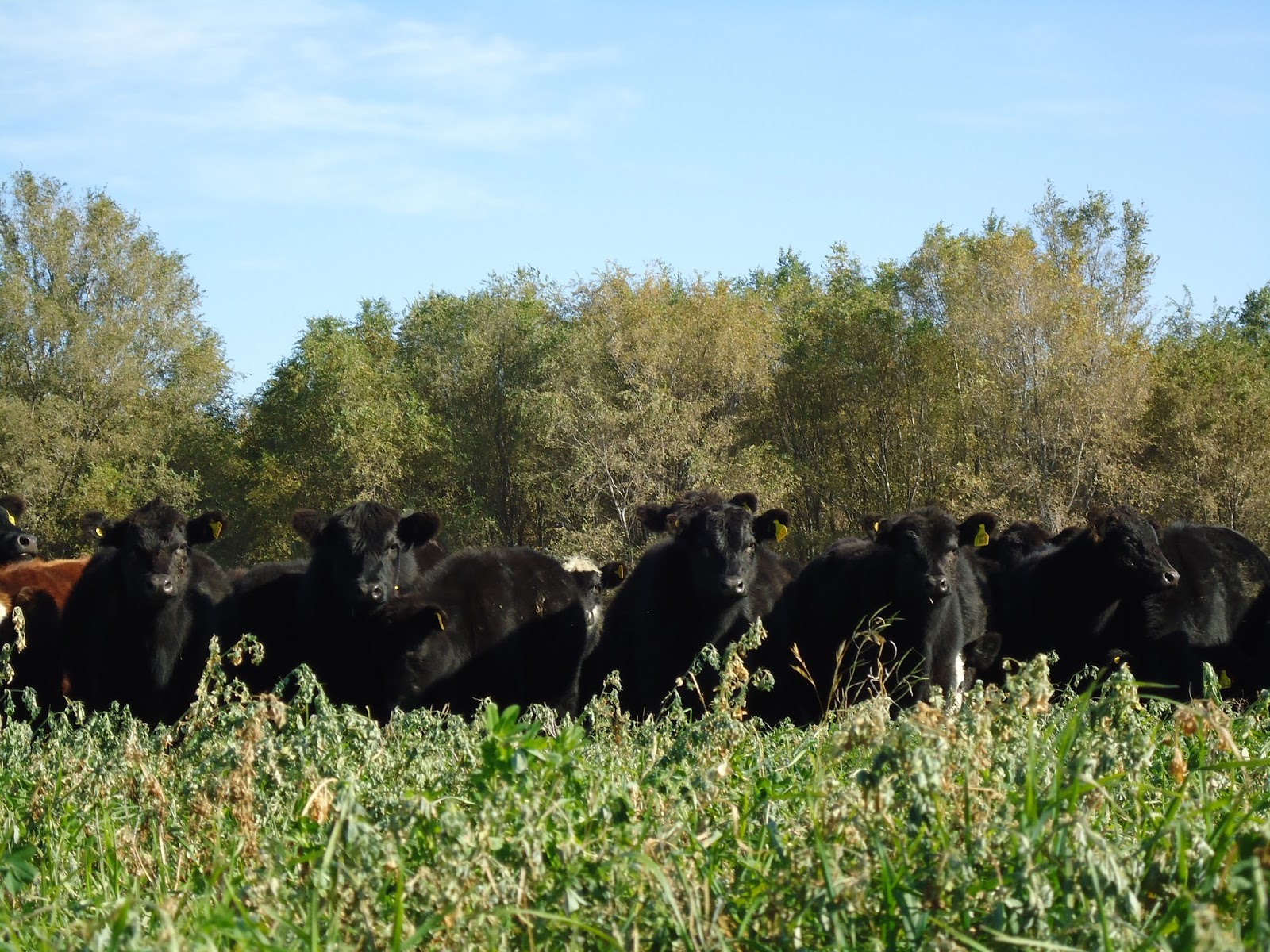 Agronomía en La Pampa. Empaste, Meteorismo o Timpanismo.¿Qué hacer?