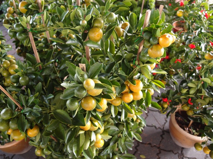 Xing Fu: PLANTS FOR CHINESE NEW YEAR