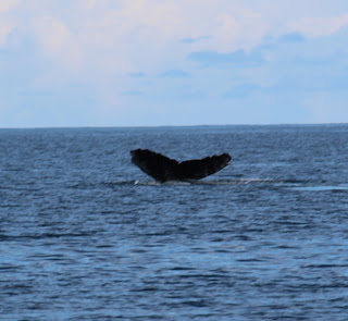 Whale Watching in Haida Gwaii