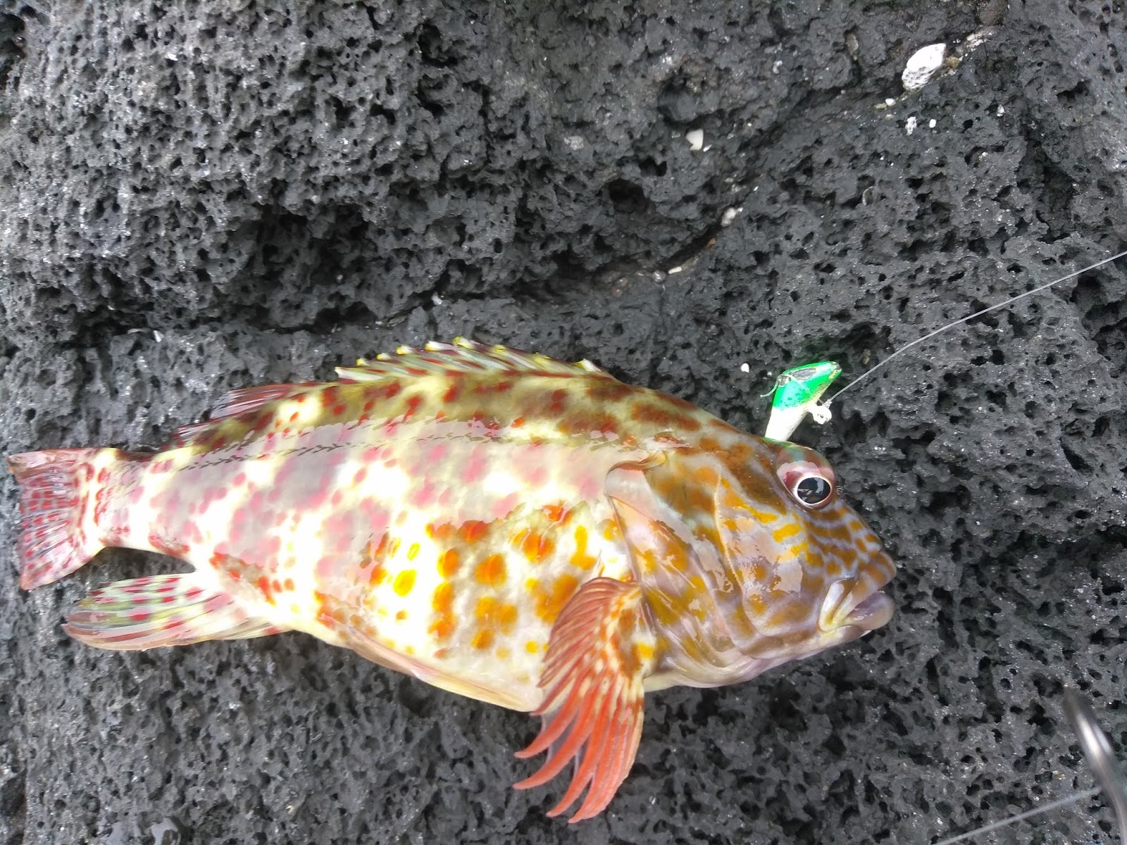 Shore Fishing Big Island Hawaii / Surf Fishing Big Island Hunting the