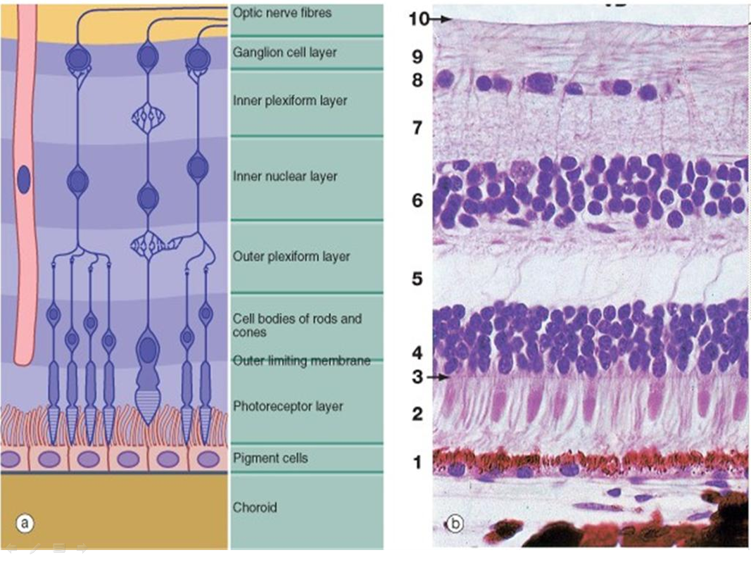 Eye histology Geoffrey E. Reed life