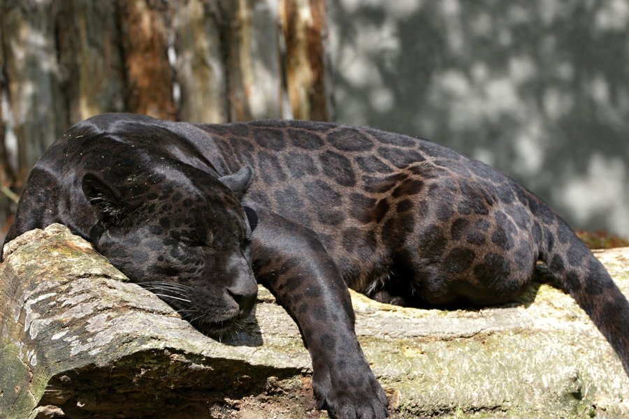 daily timewaster: Black panthers have spots, but you can only see them