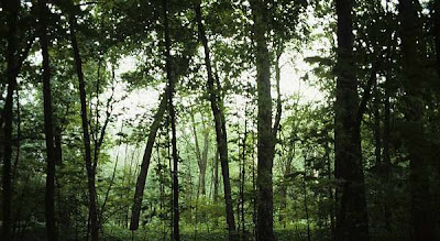 El bosque de hoja perenne - Naturaleza
