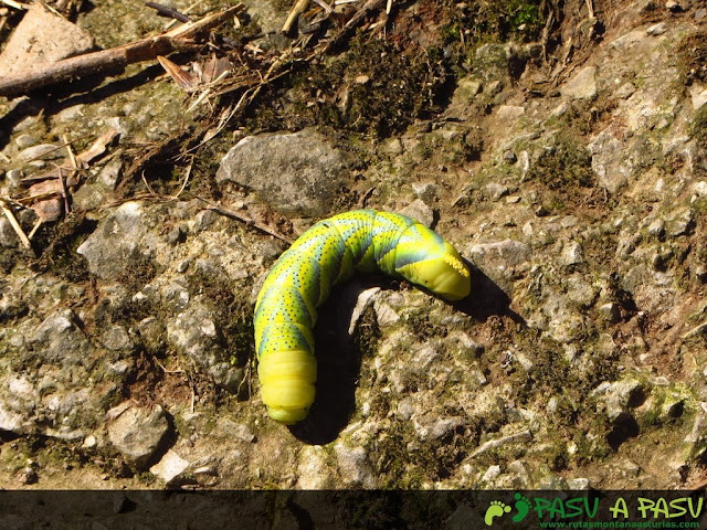 Oruga gigante verde y amarilla acherontia atropos