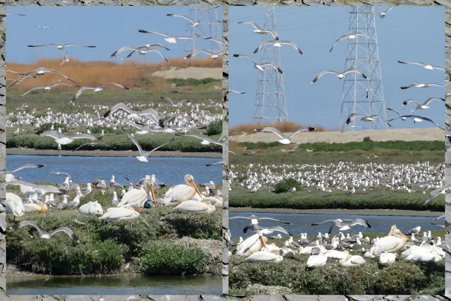 Birding in Palo Alto California - Seabird Frenzy plus pelicans