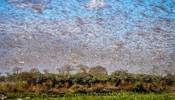 FOTOS , VIDEOS: miles de langostas invaden merida Yucatán. FOTOS , VIDEOS: miles de langostas invaden merida Yucatán.