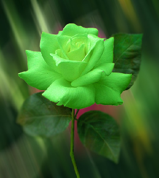 Artline : Feel The Creation!: Green Rose