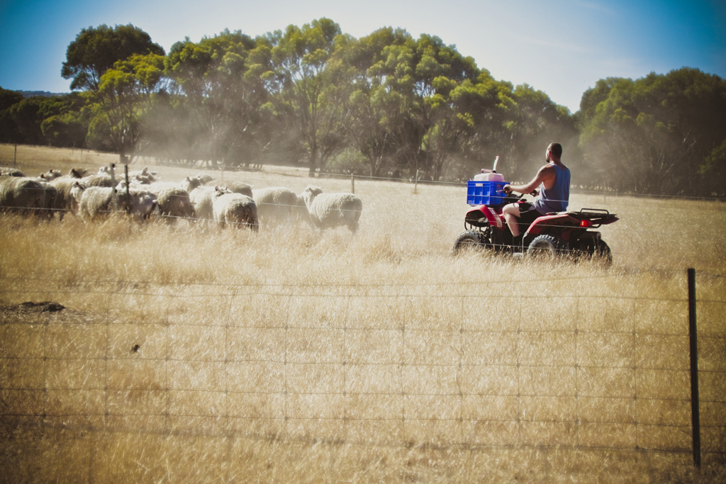Ford Family Photos Pure Island Sheep Dairy, Kangaroo Island, SA, Australia