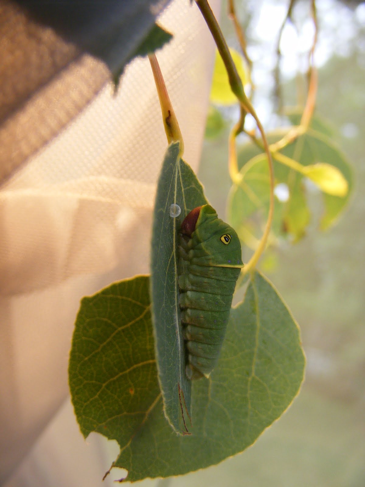 5th instar full eyespots displayed Caterpillar Eyespots
