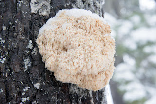 large cloud fungus