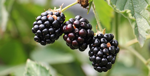 Benefits Of Blackberries Blackberry Fruit In Hindi Healthy