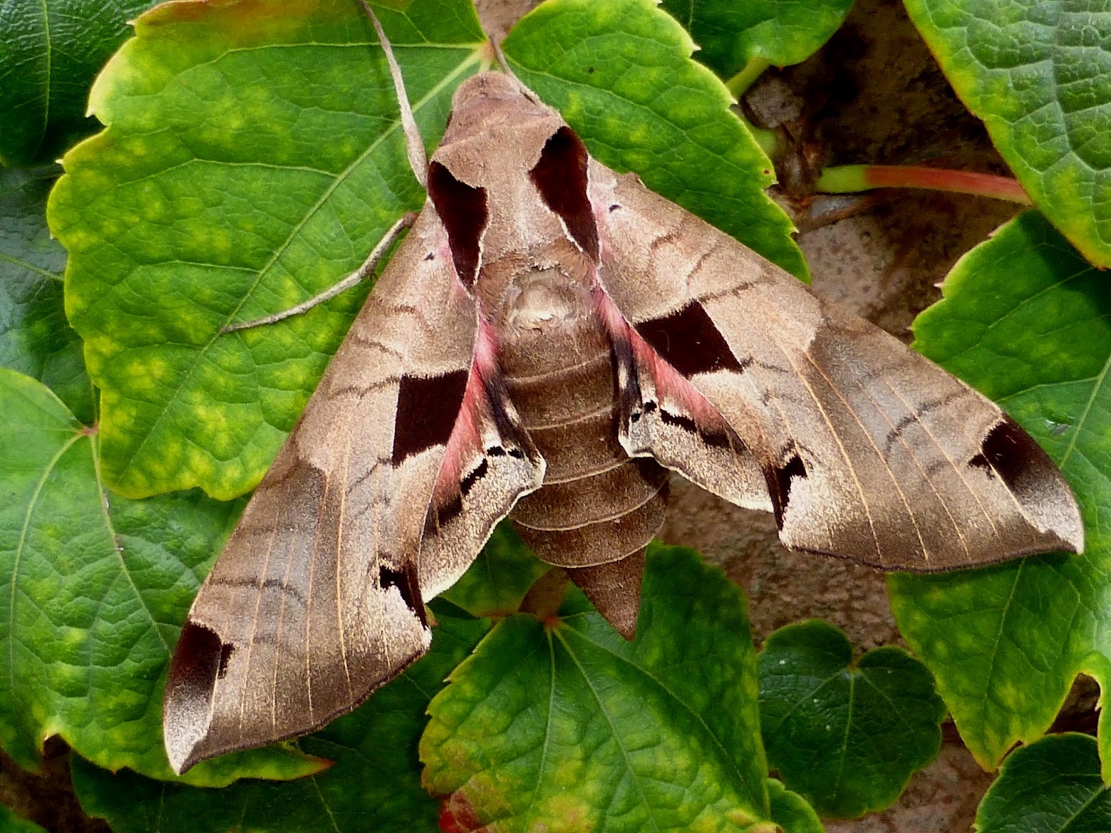 Silkmoths and more: The Sphingids: Eumorpha achemon