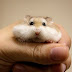 Fluffy Hamsters