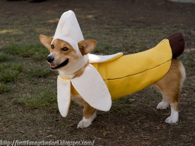 banana dog.