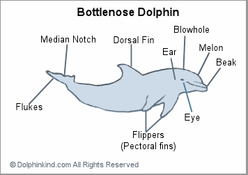 VETERINARY BIOLOGY AND ANIMAL SCIENCE: DIFFERENT ASPECTS ... tiger diagram labled 
