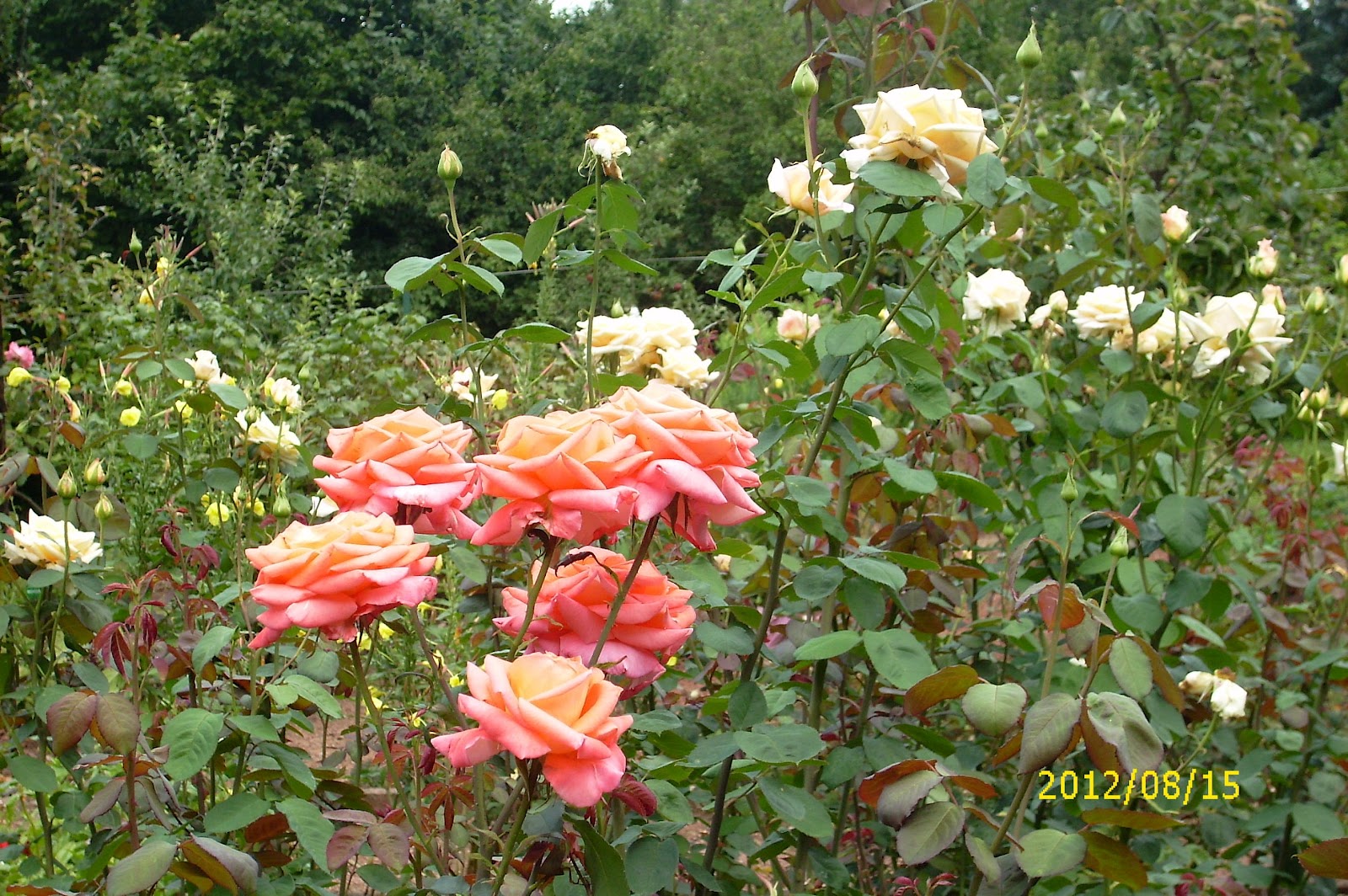 Schmitts Notizen Neues aus Eppelborn Tag der offenen Tür im