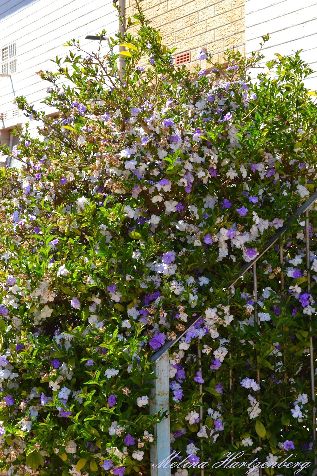 Verbleik livingplantworld: February 2015