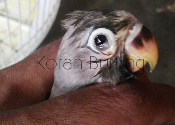Awas Keliru Inilah Cara Paling Tepat Penanganan Penyakit Snot Pada Lovebird