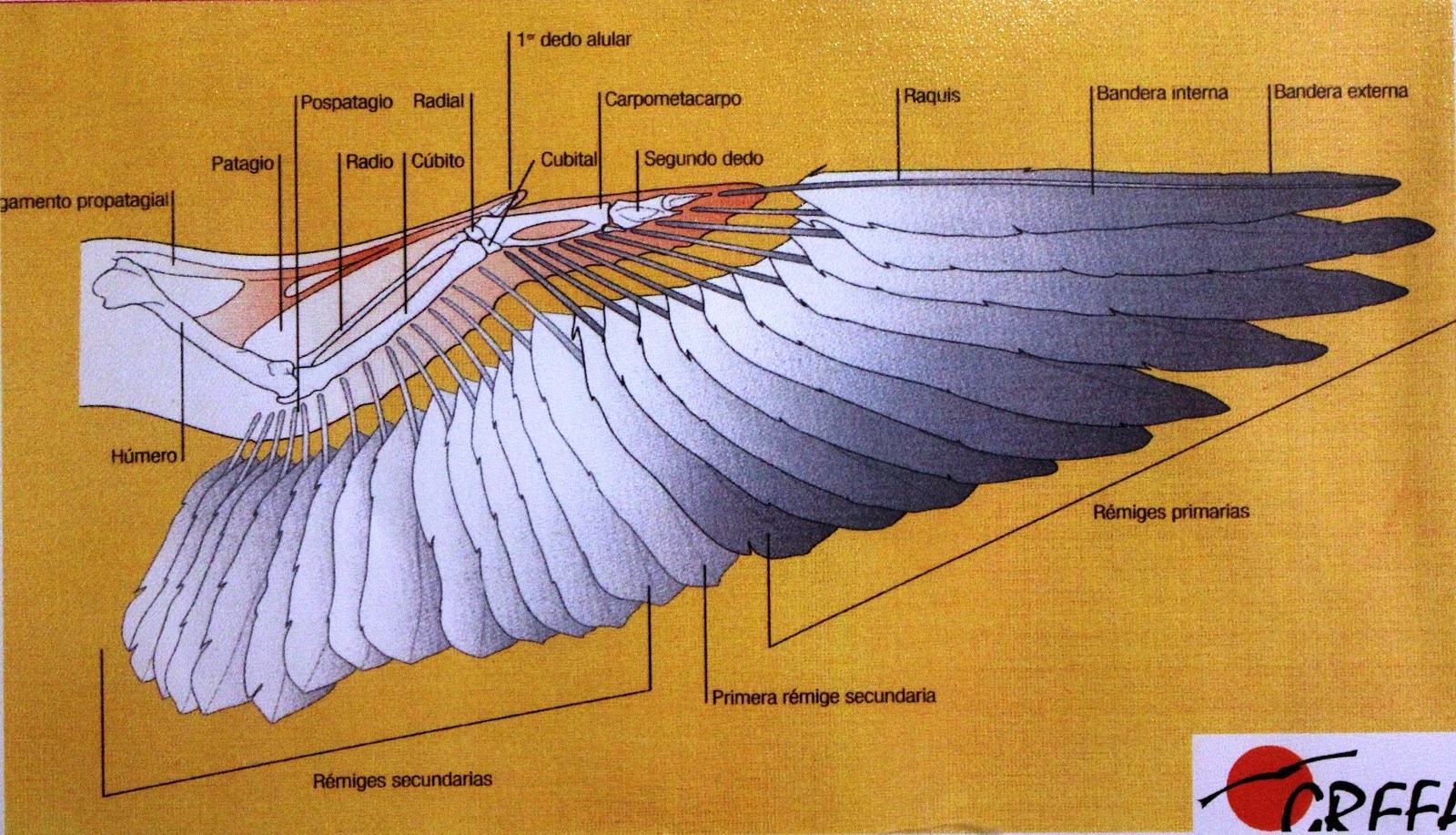 Articulos colombofilos nieripigeons: Article : Como diablos hacen los Articulos colombofilos nieripigeons: Article : Como diablos hacen los
