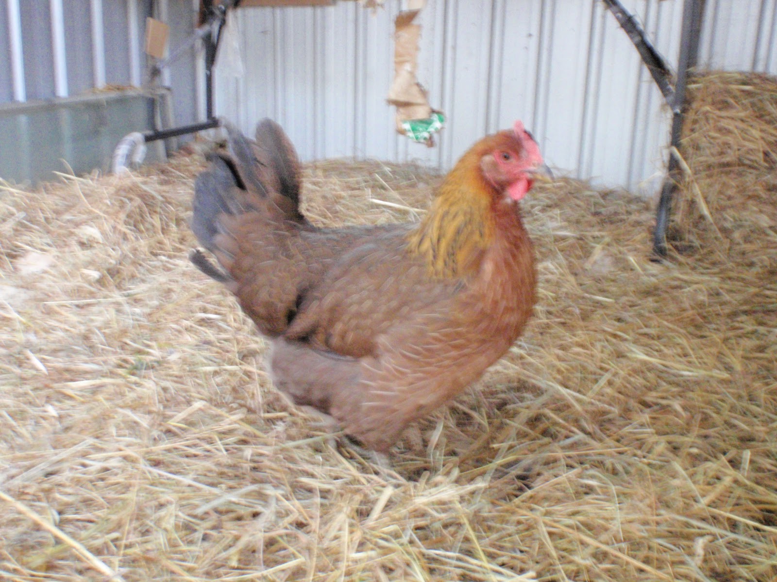 Home Sweet Kitchen & Garden. SUSSEX CHICKENS