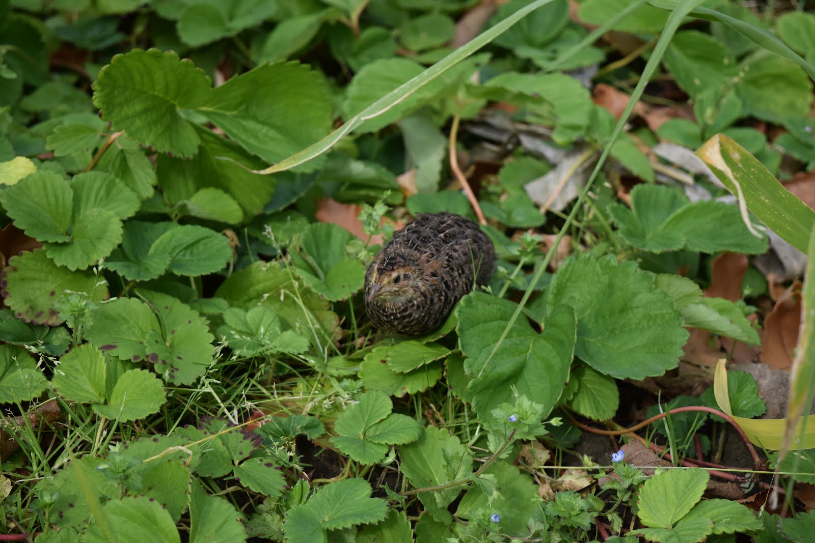 quail chick in strawberry patch